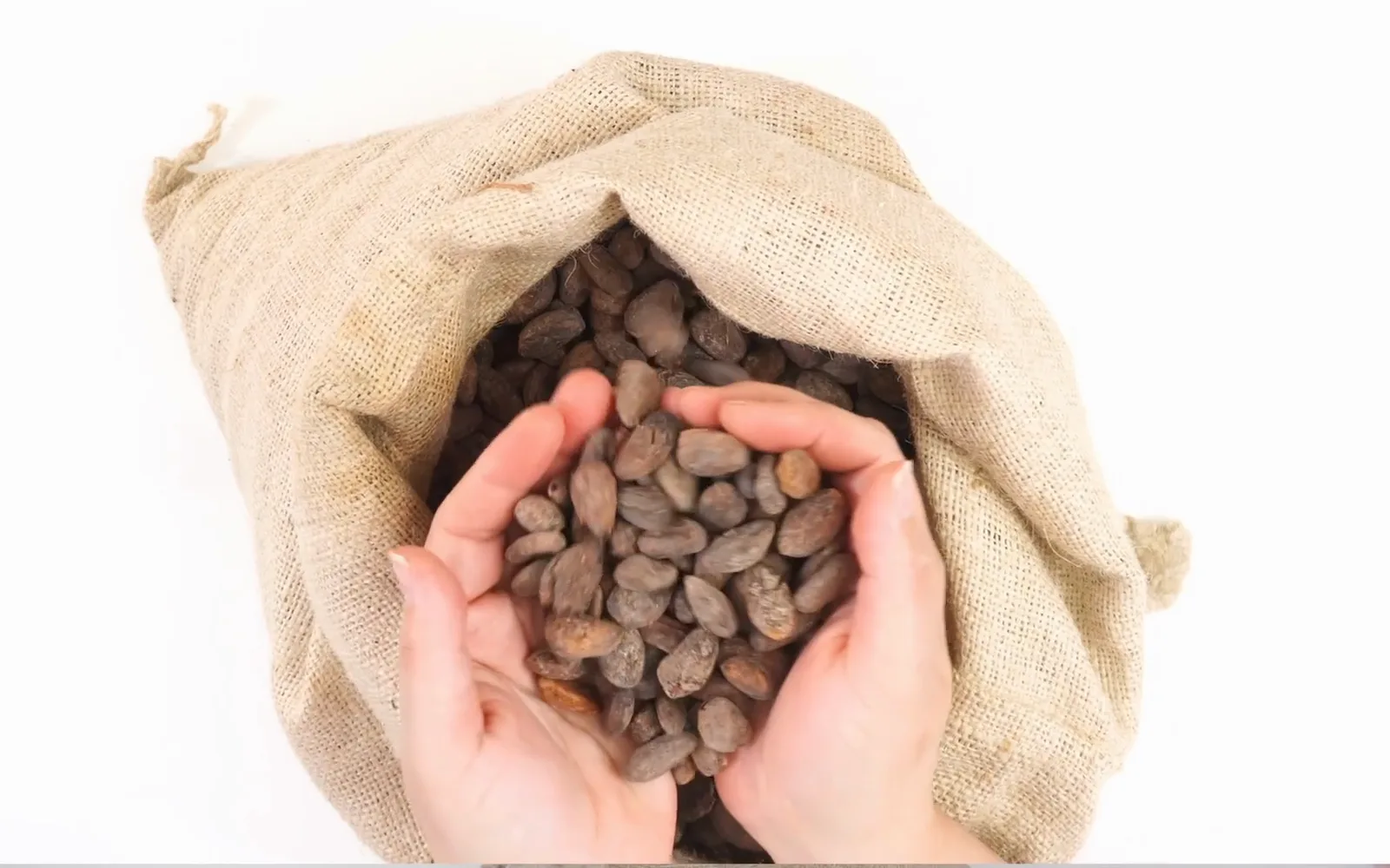Manos sacando un puñado de granos de cacao crudos de un saco de yute